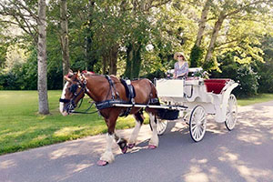 Cape May Christmas lights tour by horse carriage