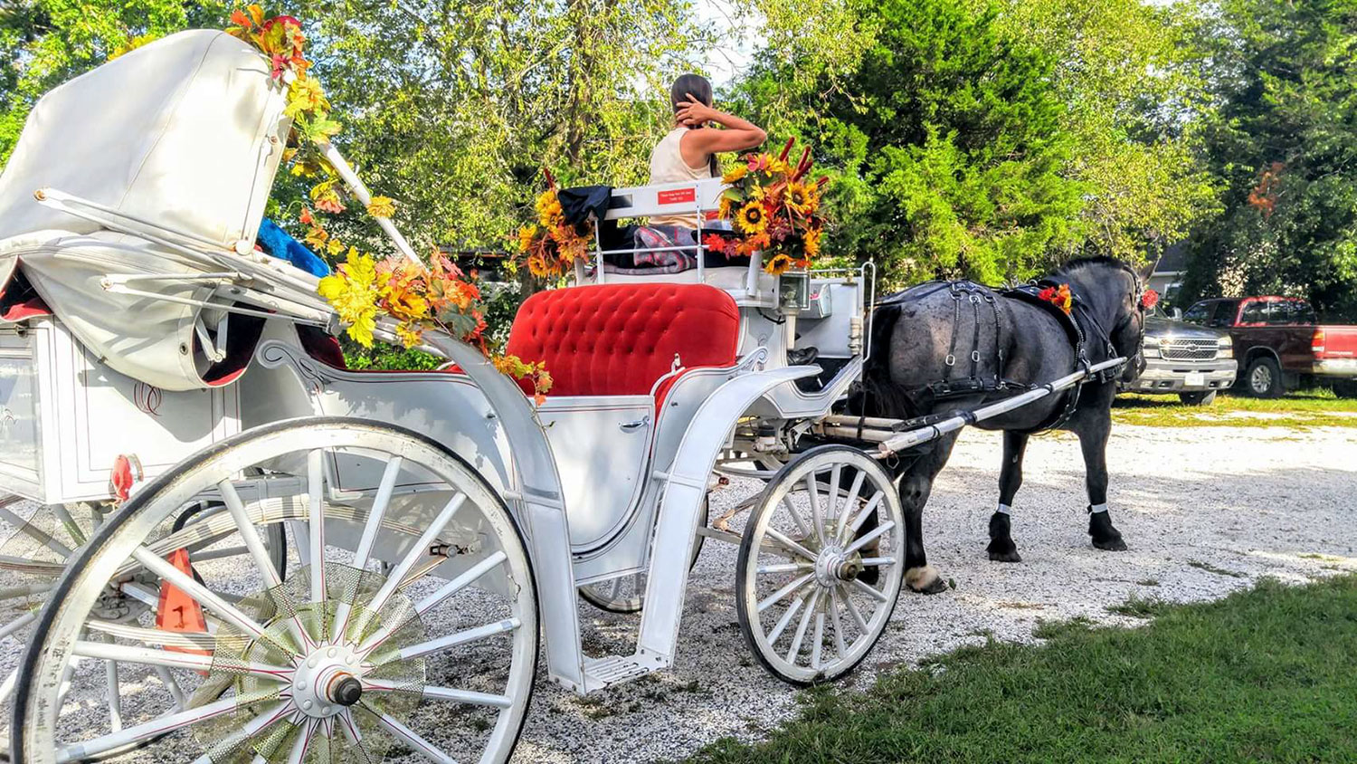 Cape May Carriage Company Historic Horse and Carriage Tours